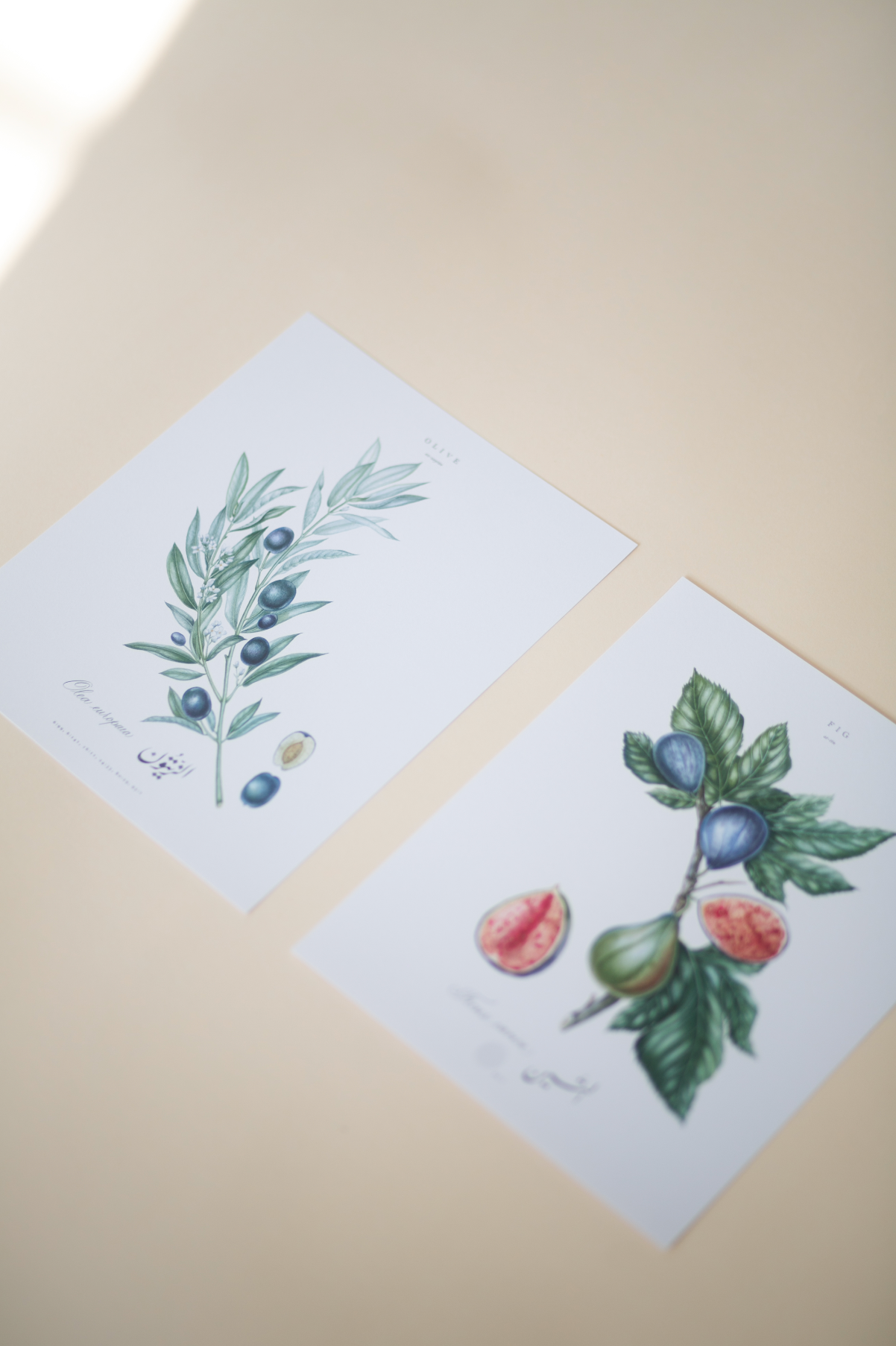 スーパーセール期間限定 of Set - Botanicals Islamic Olive & Fig 2 silsila – Prints Art 絵画